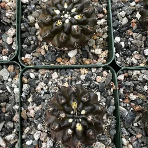 Black Neochilenia Huascensis Cactus Live Plant - Rare Succulent in 4 Inch Pot - Image 7