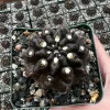 Black Neochilenia Huascensis Cactus Live Plant - Rare Succulent in 4 Inch Pot - Image 1