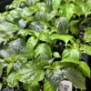 Black Panther Super Hot Pepper Live Plant, 3 Pack, 75+ Days Old, Outdoor - Image 1