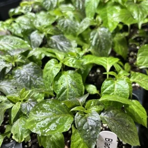 Black Panther Super Hot Pepper Live Plant, 3 Pack, 75+ Days Old, Outdoor - Image 1