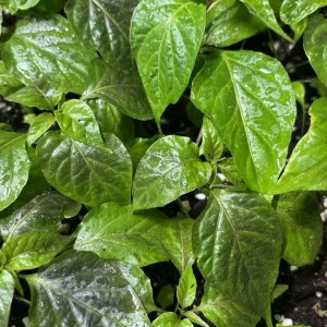 Black Panther Super Hot Pepper Live Plant, 3 Pack, 75+ Days Old, Outdoor - Image 2