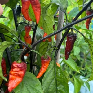 Black Panther Super Hot Pepper Live Plant, 3 Pack, 75+ Days Old, Outdoor - Image 3