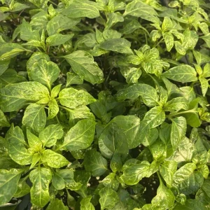 Black Pearl Hot Pepper Live Plants - 3 Pack, Black Leaf Ornamental Edible - Image 2