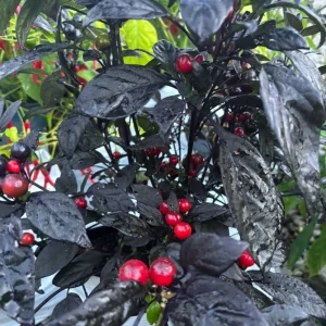 Black Pearl Hot Pepper Live Plants - 3 Pack, Black Leaf Ornamental Edible - Image 3