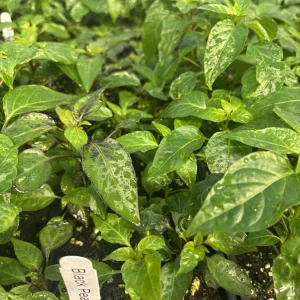 Black Pearl Hot Pepper Live Plants - 3 Pack, Black Leaf Ornamental Edible - Image 1