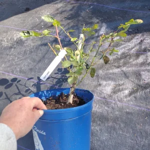 Black Pearl Rose Live Plant - 6 inch Nursery Pot - Rare & Grafted Rose - Image 2