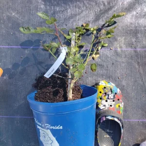 Black Pearl Rose Live Plant - 6 inch Nursery Pot - Rare & Grafted Rose - Image 3