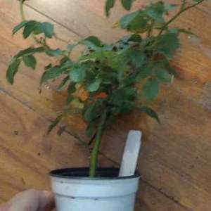 Black Pearl Rose Live Plant - Rare Starter Plant, 4 inch Nursery Pot - Image 3