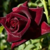 Black Pearl Rose Live Plant - Rare Starter Plant, 4 inch Nursery Pot - Image 1
