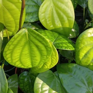 Black Pepper Vine Live Plant - Piper Nigrum - 4