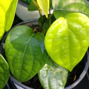 Black Pepper Vine Live Plant - Piper Nigrum - 4