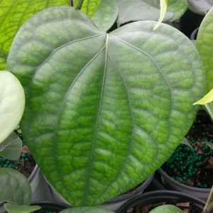 Black Pepper Vine Live Plant - Piper Nigrum - 4