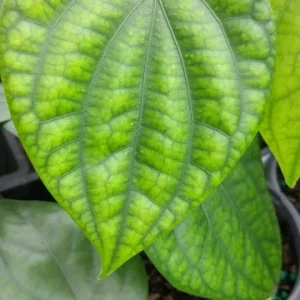 Black Pepper Vine Live Plant - Piper Nigrum - 4