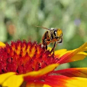 Blanket Flower Seeds Mix - 200+ Gaillardia Seeds, Perennial Wildflower, Attracts Hummingbirds - Image 2
