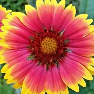 Blanket Flower Seeds Mix - 200+ Gaillardia Seeds, Perennial Wildflower, Attracts Hummingbirds - Image 3