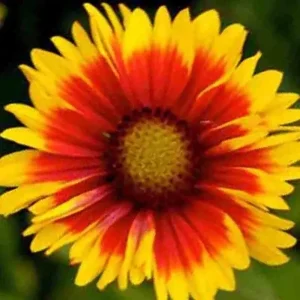 Blanket Flower Seeds Mix - 200+ Gaillardia Seeds, Perennial Wildflower, Attracts Hummingbirds - Image 4