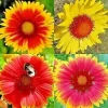 Blanket Flower Seeds Mix - 200+ Gaillardia Seeds, Perennial Wildflower, Attracts Hummingbirds - Image 1