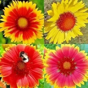 Blanket Flower Seeds Mix - 200+ Gaillardia Seeds, Perennial Wildflower, Attracts Hummingbirds - Image 1