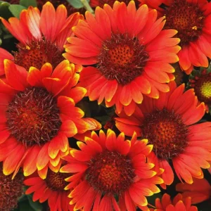 Blanket Flower Starter Plant - Gaillardia Perennial Live Rooted Plug - Easy to Grow Outdoor Flower - Image 10