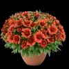 Blanket Flower Starter Plant - Gaillardia Perennial Live Rooted Plug - Easy to Grow Outdoor Flower - Image 1