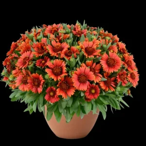 Blanket Flower Starter Plant - Gaillardia Perennial Live Rooted Plug - Easy to Grow Outdoor Flower - Image 1