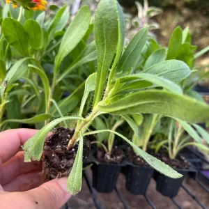 Blanket Flower Starter Plant - Gaillardia Perennial Live Rooted Plug - Easy to Grow Outdoor Flower - Image 2