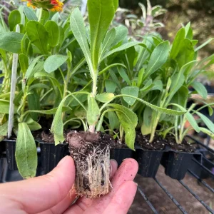 Blanket Flower Starter Plant - Gaillardia Perennial Live Rooted Plug - Easy to Grow Outdoor Flower - Image 3