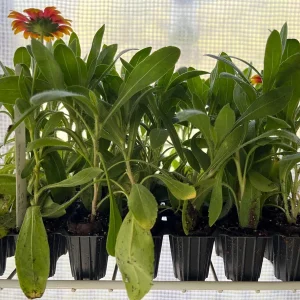 Blanket Flower Starter Plant - Gaillardia Perennial Live Rooted Plug - Easy to Grow Outdoor Flower - Image 4
