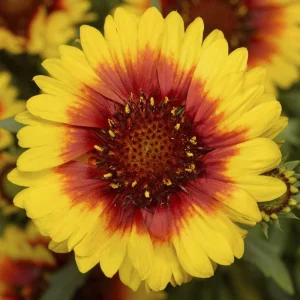 Blanket Flower Starter Plant - Gaillardia Perennial Live Rooted Plug - Easy to Grow Outdoor Flower - Image 5