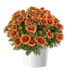 Blanket Flower Starter Plant - Gaillardia Perennial Live Rooted Plug - Easy to Grow Outdoor Flower - Image 9