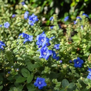 Blue Daze Live Plants 5-9" Tall - Pack of 2 Evolvulus - True Blue Blooms - Image 2