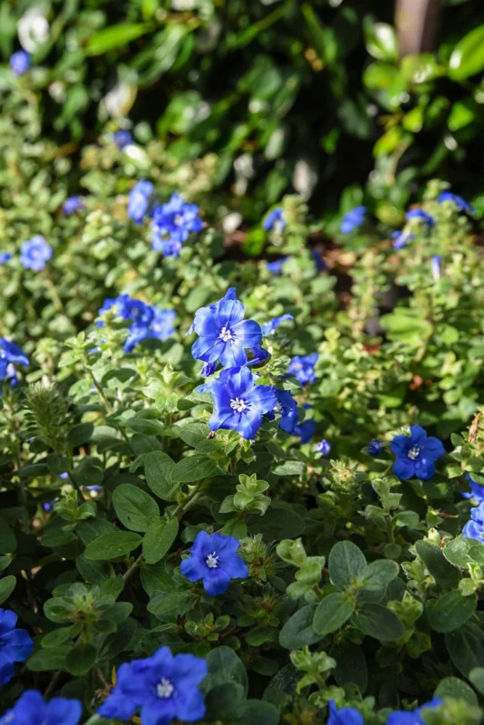 Blue Daze Live Plants 5-9" Tall - Pack of 2 Evolvulus - True Blue Blooms - Image 2