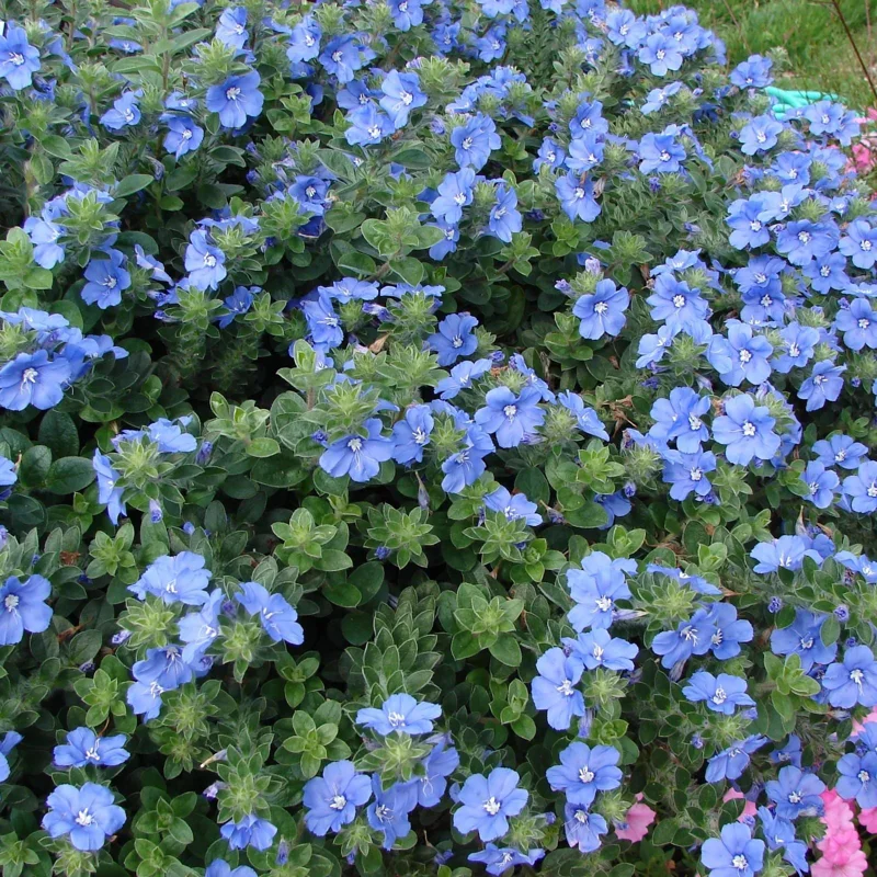 Blue Daze Live Plants 5-9" Tall - Pack of 2 Evolvulus - True Blue Blooms - Image 3