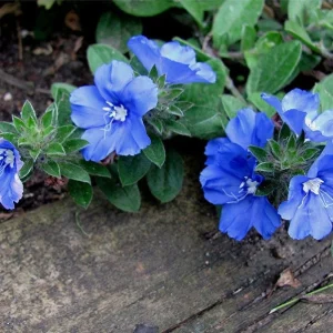 Blue Daze Live Plants 5-9