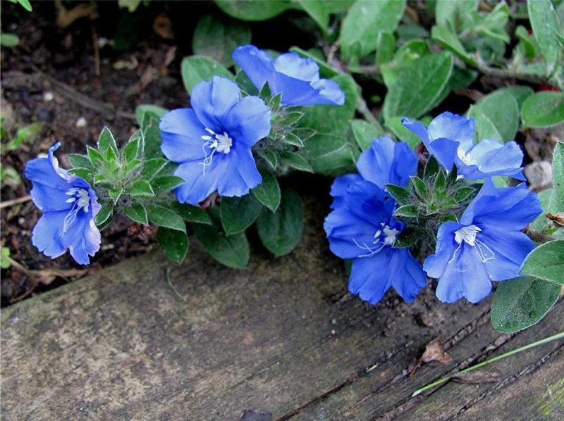 Blue Daze Live Plants 5-9" Tall - Pack of 2 Evolvulus - True Blue Blooms - Image 4