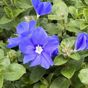 Blue Daze Live Plants 5-9