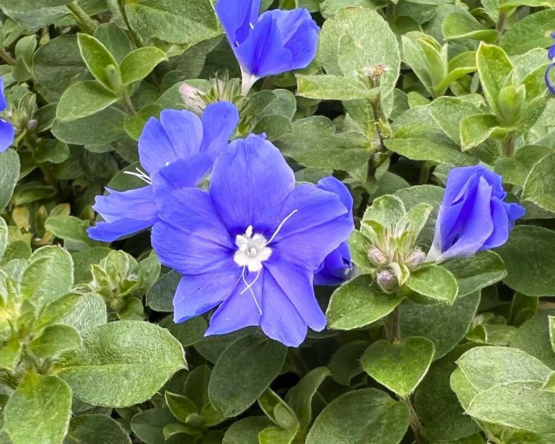 Blue Daze Live Plants 5-9" Tall - Pack of 2 Evolvulus - True Blue Blooms - Image 5