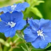 Blue Daze Live Plants 5-9" Tall - Pack of 2 Evolvulus - True Blue Blooms - Image 1
