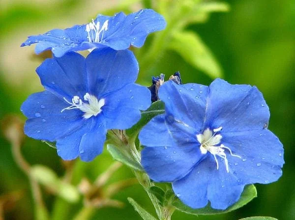 Blue Daze Live Plants 5-9" Tall - Pack of 2 Evolvulus - True Blue Blooms - Image 1