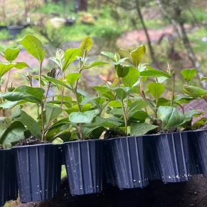 Blue Plumbago Live Plant - Perennial Groundcover with True Blue Flowers - Starter Plant - Image 3