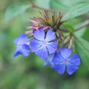Blue Plumbago Live Plant - Perennial Groundcover with True Blue Flowers - Starter Plant - Image 4