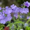 Blue Plumbago Live Plant - Perennial Groundcover with True Blue Flowers - Starter Plant - Image 1