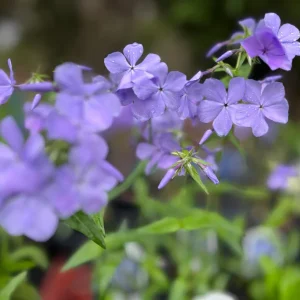 Blue Plumbago Live Plant - Perennial Groundcover with True Blue Flowers - Starter Plant - Image 1