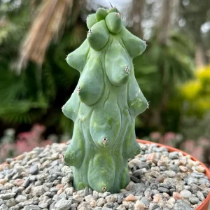 Boobie Cactus Live Plant - Myrtillocactus Geometrizans, Exotic Succulent, 4in, 6in, 8in Pot - Image 2