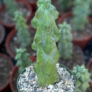 Boobie Cactus Live Plant - Myrtillocactus Geometrizans, Exotic Succulent, 4in, 6in, 8in Pot - Image 3