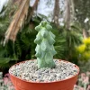 Boobie Cactus Live Plant - Myrtillocactus Geometrizans, Exotic Succulent, 4in, 6in, 8in Pot - Image 1