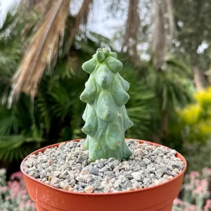 Boobie Cactus Live Plant - Myrtillocactus Geometrizans, Exotic Succulent, 4in, 6in, 8in Pot - Image 1