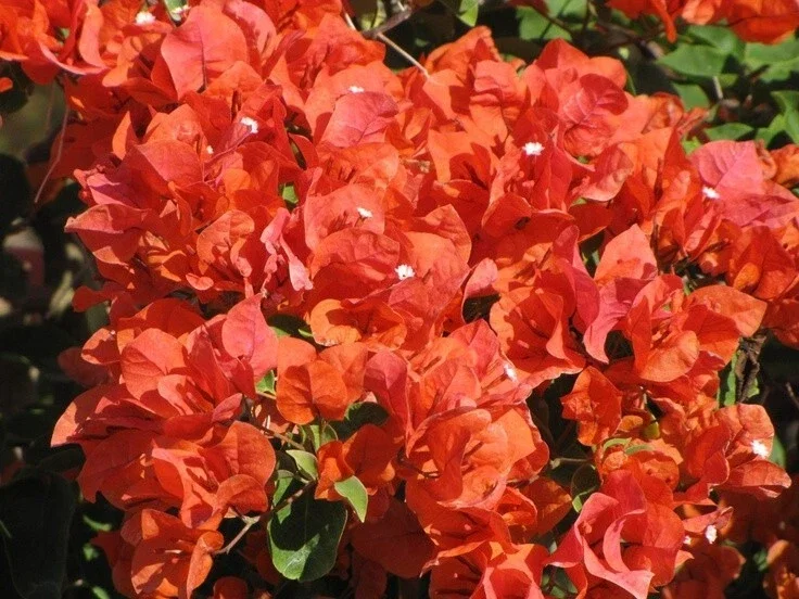 Bougainvillea 'Flame' Live Plant – Vibrant Orange Red Climbing Vine – 6 inch - Image 4