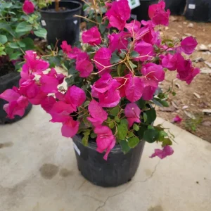 Bougainvillea Juanita Hatten Live Plant – 2 Pack – Pink & White Blooms – 4-6 Inch Tall - Image 3