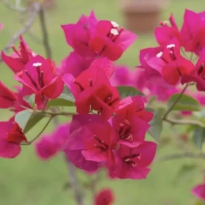 Bougainvillea Juanita Hatten Live Plant – 2 Pack – Pink & White Blooms – 4-6 Inch Tall - Image 4